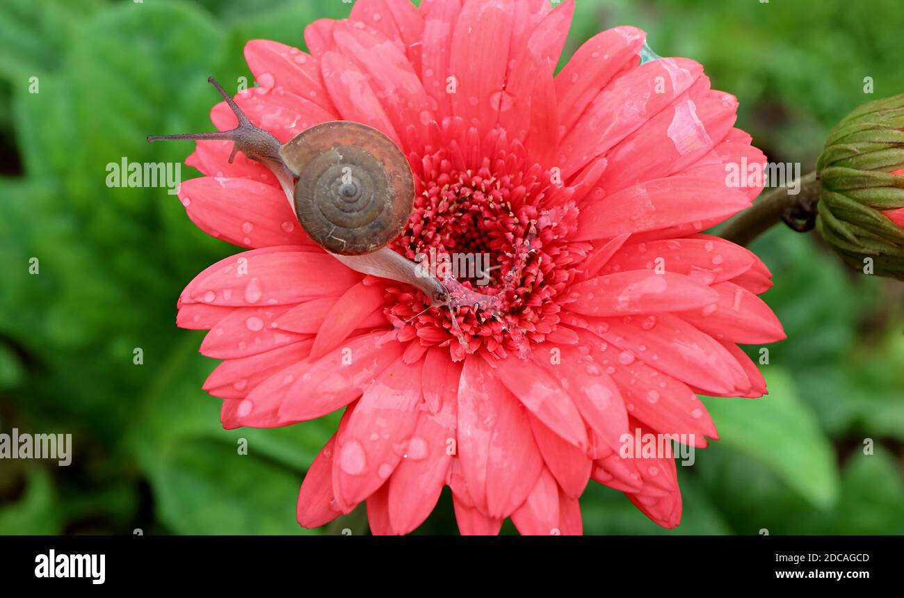 Lumaca strisciando su corallo vivace rosa fiore Gerbera mentre lasciando mucina lumaca sui petali Foto Stock