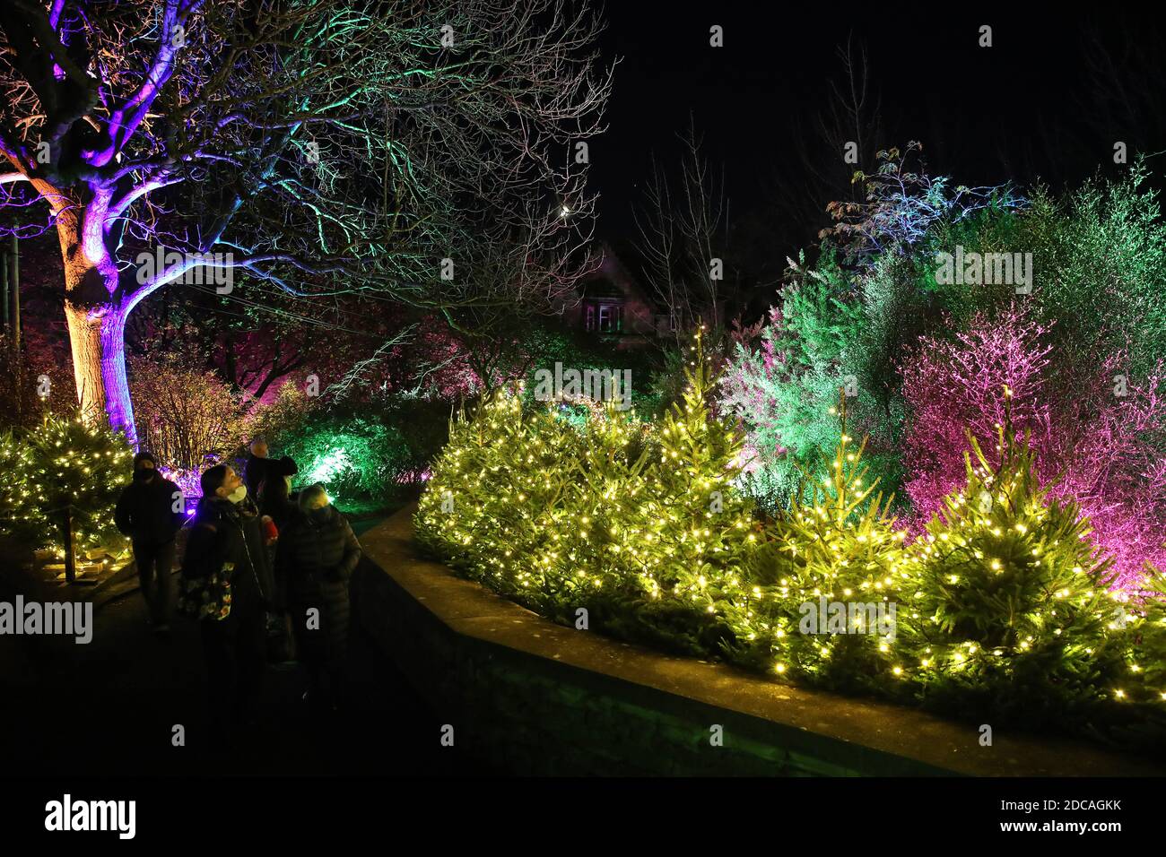 Gli alberi sono illuminati al lancio delle notti di Natale dello zoo di Edimburgo. Il sentiero leggero, aperto al pubblico fino al 3 gennaio, porterà i visitatori in un viaggio illuminato dalla luna attraverso una foresta di ghiaccio incantata, passando per Penguins Rock e finendo al Polo Nord dello zoo. Foto Stock