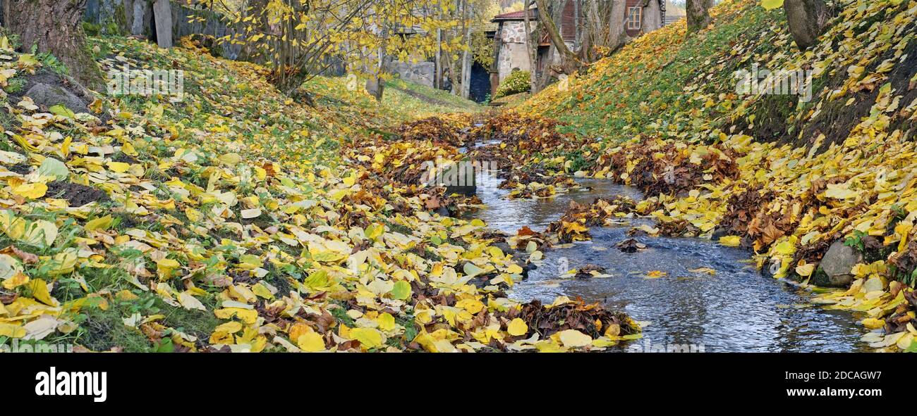 Horizontall panorama di mille foglie d'acero dorato e ruscello Foto Stock