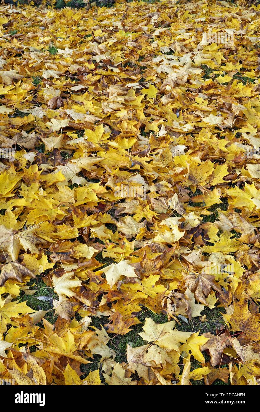 Panorama verticale di mille foglie d'acero d'oro Foto Stock