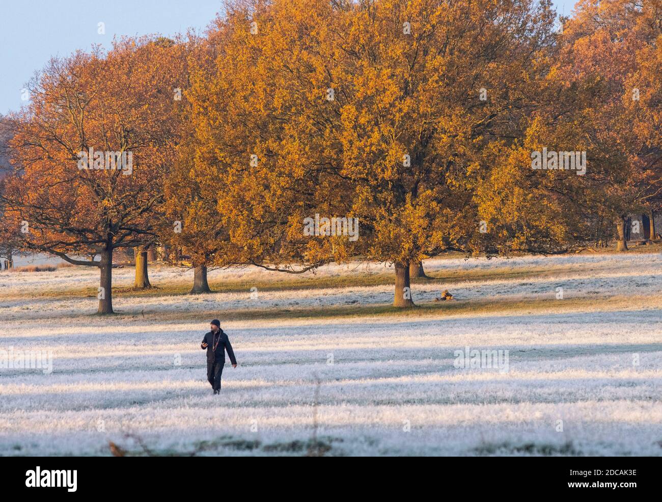 Richmond Upon Thames, Londra. 20 novembre 2020. Tempo nel Regno Unito: Un paesaggio coperto di gelo a Richmond Park nella zona ovest di Londra in una brillante mattina d'autunno, Richmond upon Thames, Inghilterra, Regno Unito. 20 Nov 2020. Inghilterra, Regno Unito Credit: Jeff Gilbert/Alamy Live News Foto Stock