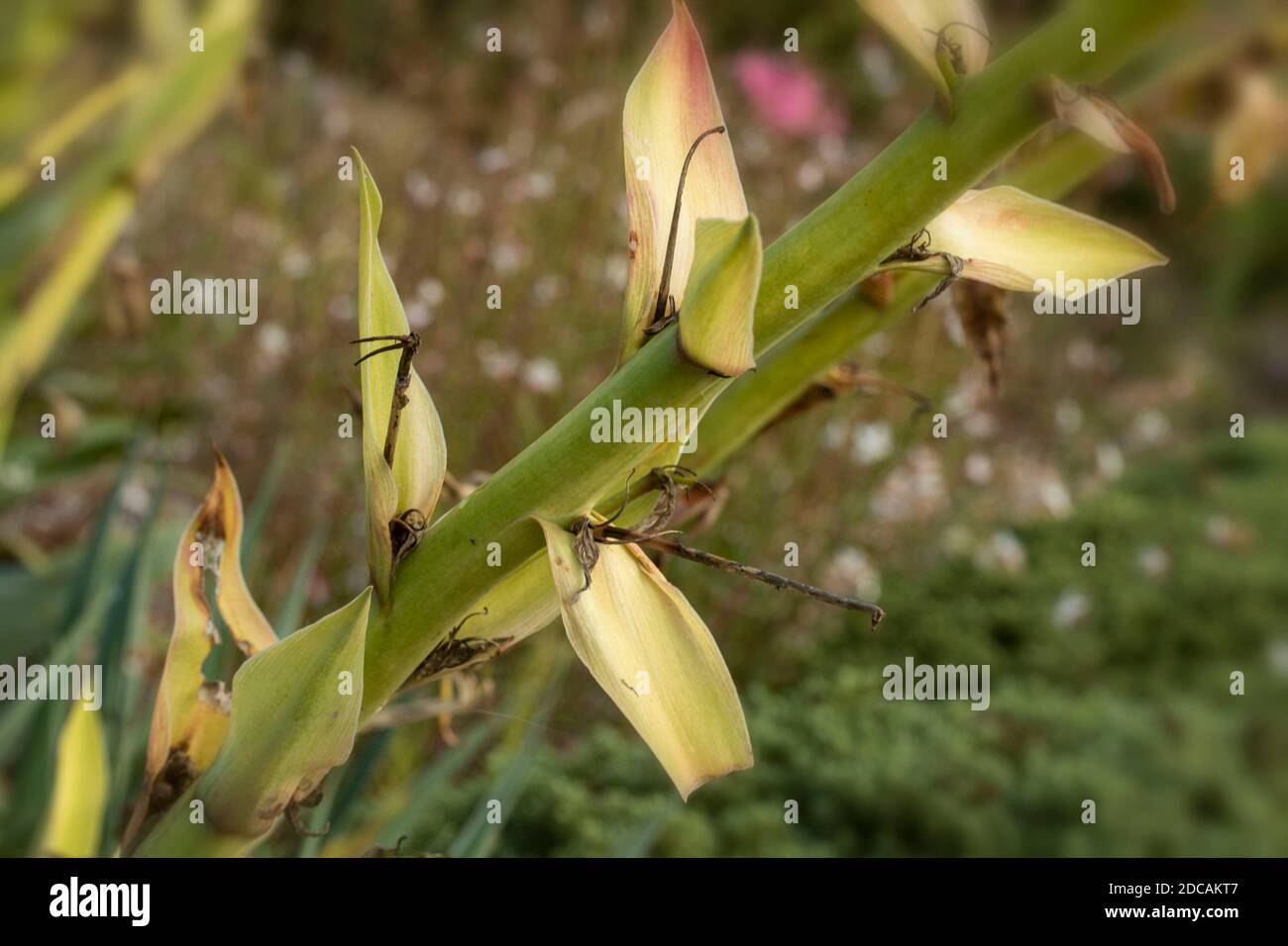 Primo piano semi-astratto dello stelo Yucca gloriosa con sfondo morbido, ritratto naturale delle piante Foto Stock