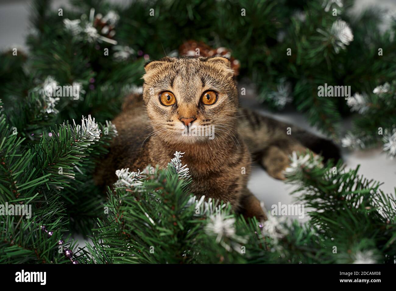 gatto sdraiato accanto ai rami di abete - il concetto di una casa accogliente per il Natale. Foto Stock