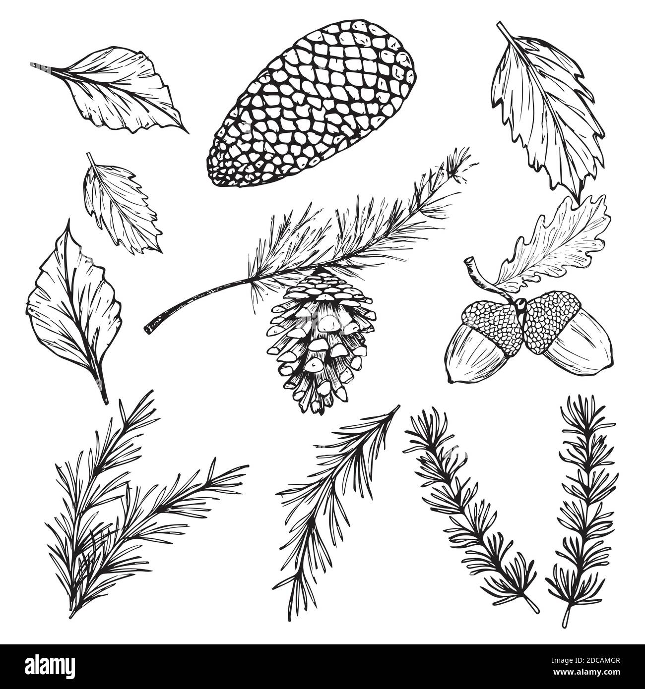 Illustrazioni vettoriali disegnate a mano - Foresta Autunno Inverno collezione. Rami di abete rosso, ghiande, coni di pino, foglie di caduta. Illustrazione Vettoriale