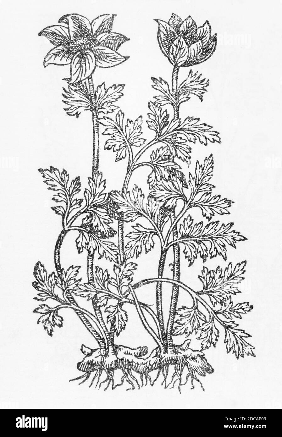 Purple Wind-Flower / Anemone woodcut from Gerarde's Herball, Storia delle piante. Si riferisce come 'fiore di vento viola' / Anemone tuberosa radice. P302 Foto Stock