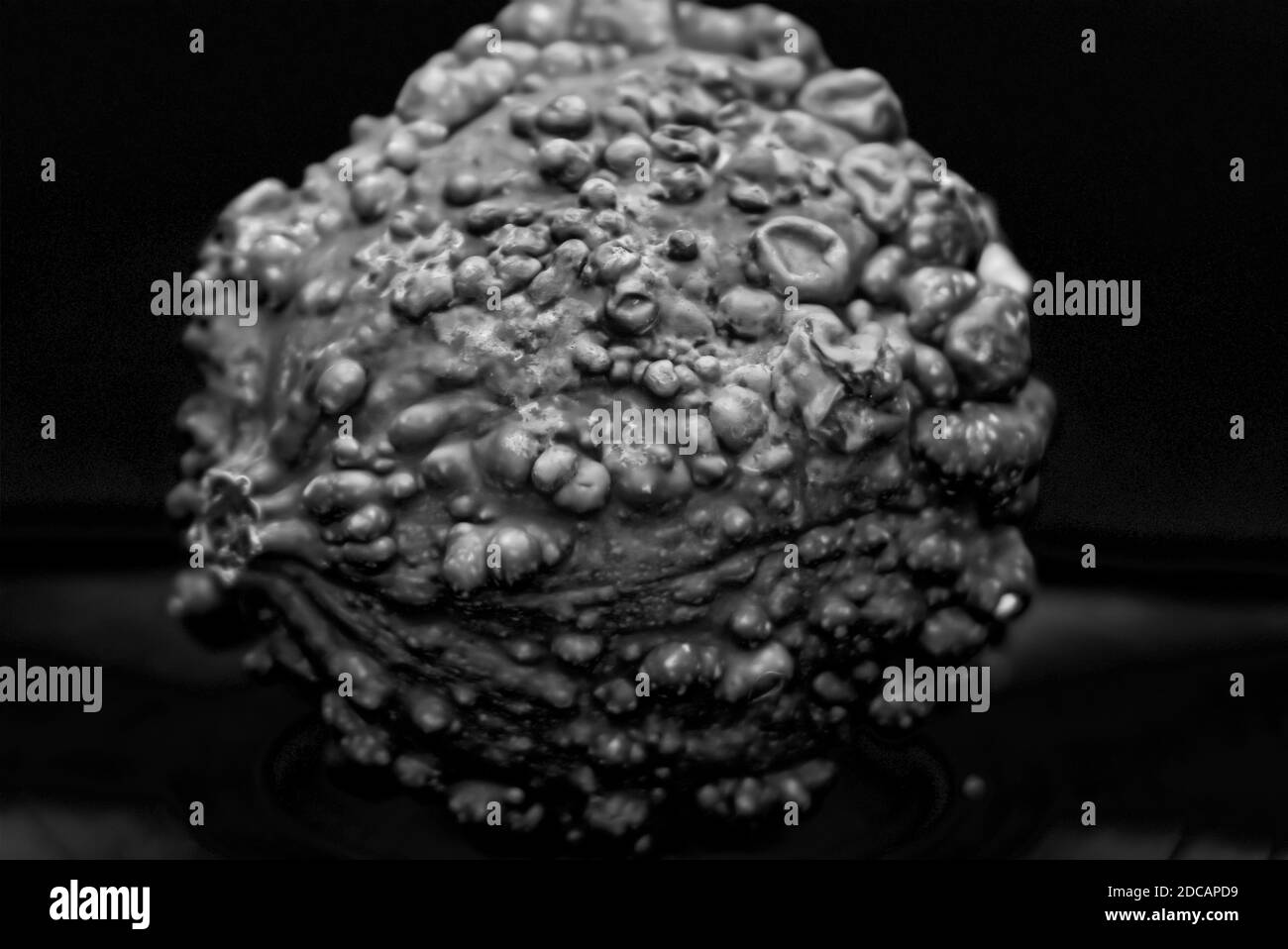 Fotografia in bianco e nero di una zucca decorativa. Foto Stock