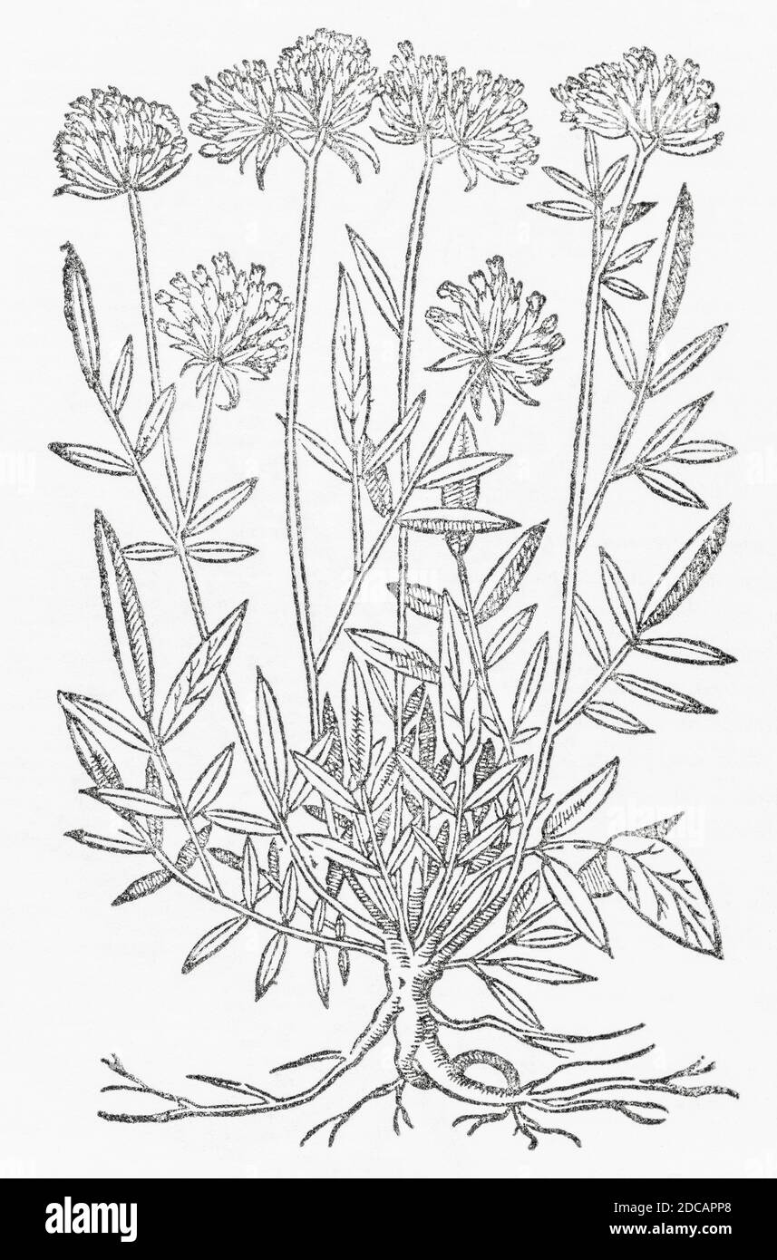 Vetch renale / Antyllis vulnerabilità woodcut da Gerarde's Herball, Storia delle piante. Gerard si riferisce ad essa come 'Anthyllis leguminosa'. P1060 Foto Stock