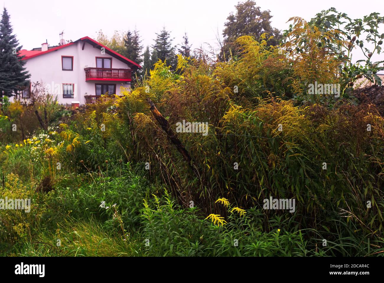 Una casa comune di smalto con un mazzo di piante in primo piano. Foto Stock