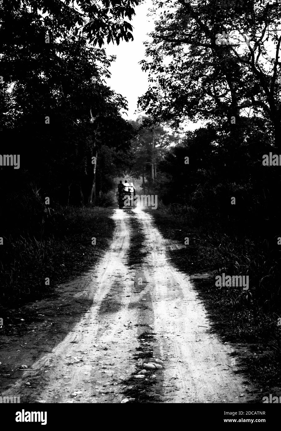 Strada sterrata circondata da alberi e praterie nel Parco Nazionale Kaziranga, India. Foto Stock