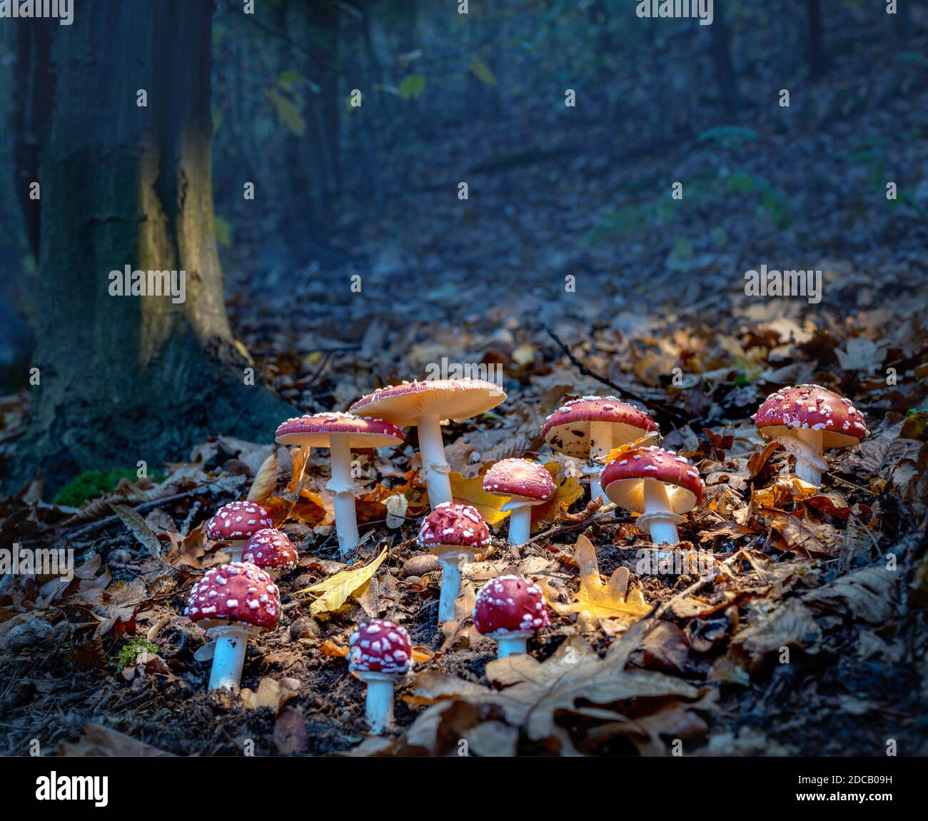 L'agaric del mosca illumina nella luce soffusa della sera. Foto Stock