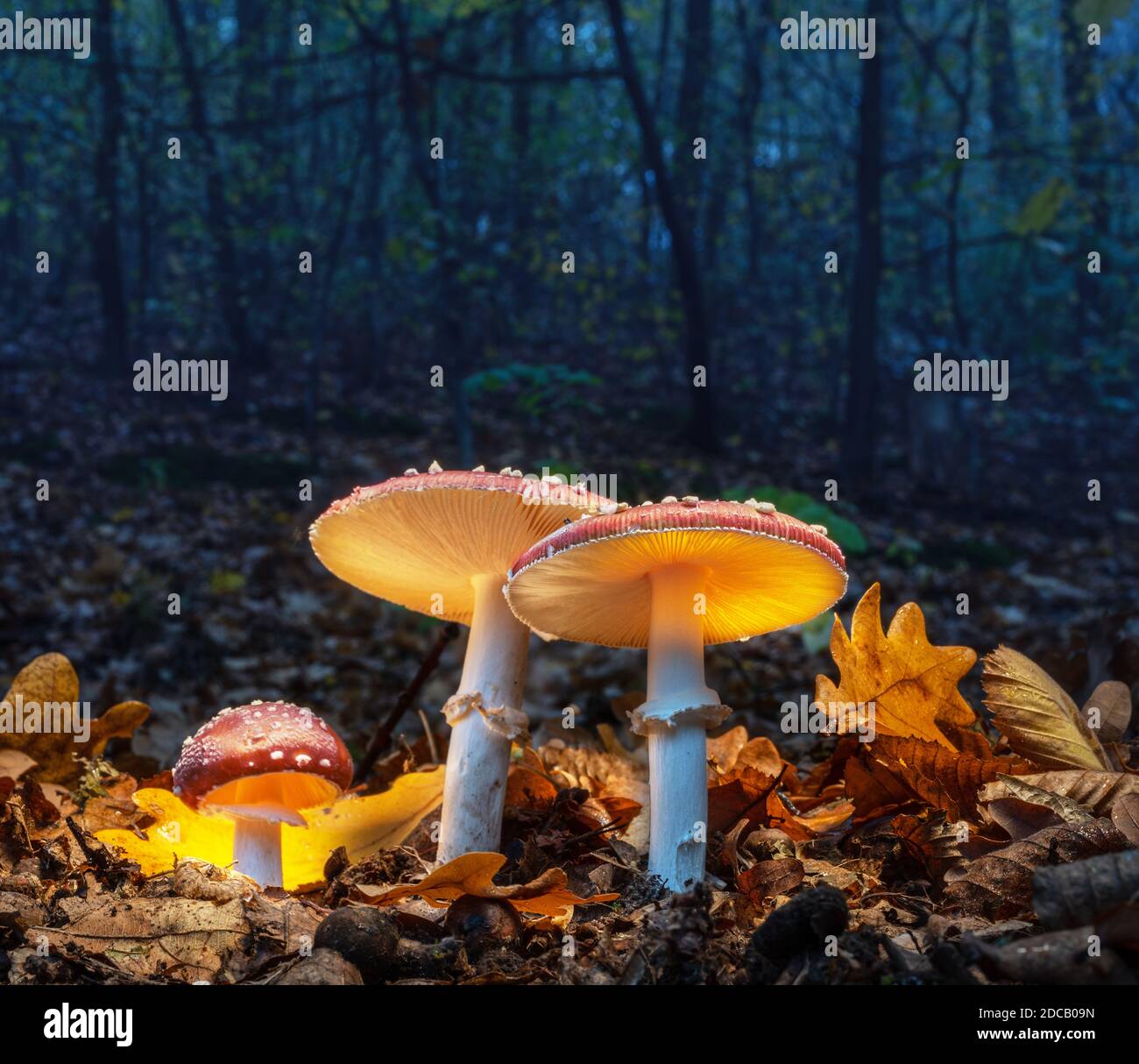 I mistici agarici della mosca si illuminano in una misteriosa foresta scura. Sfondo fiabesco per Halloween. Foto Stock