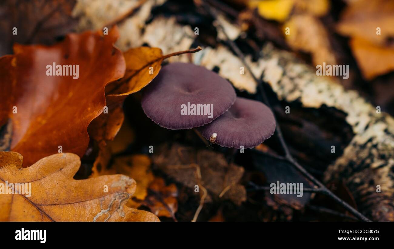 Bel fungo sul muschio nella foresta in funghi stagione bianca (Boletus edulis, Re bolete). Foglia di aspen giallo il giorno d'autunno. Naturale selvaggio Foto Stock