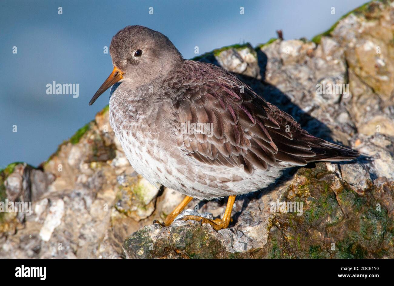 Sandpiper viola (Calidris maritima), nel Mare del Nord, Paesi Bassi, Brouwersdam Foto Stock