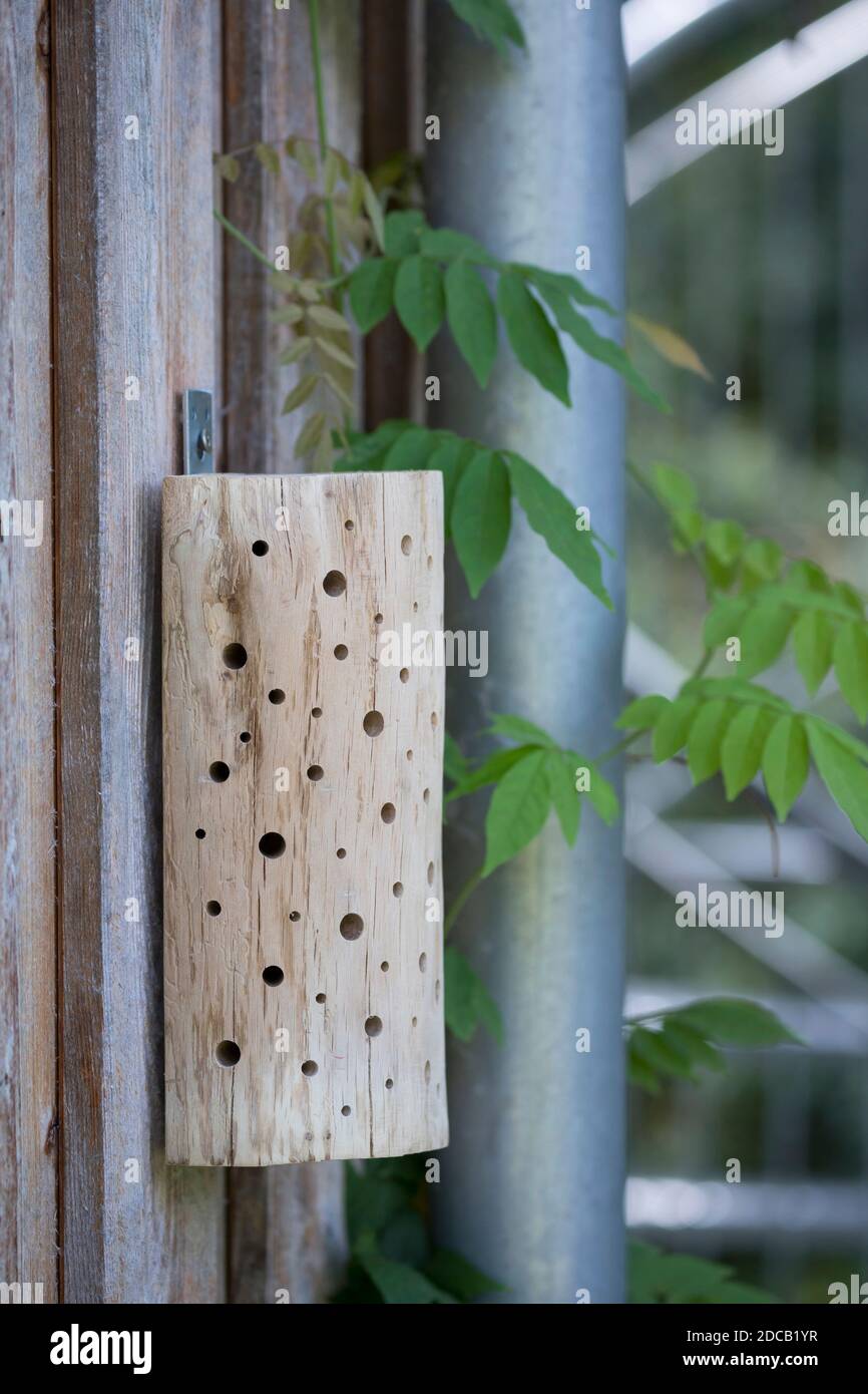 Aiuti di nidificazione delle api selvatiche fatti a mano da un mezzo tronco diviso e debarato, la Germania Foto Stock