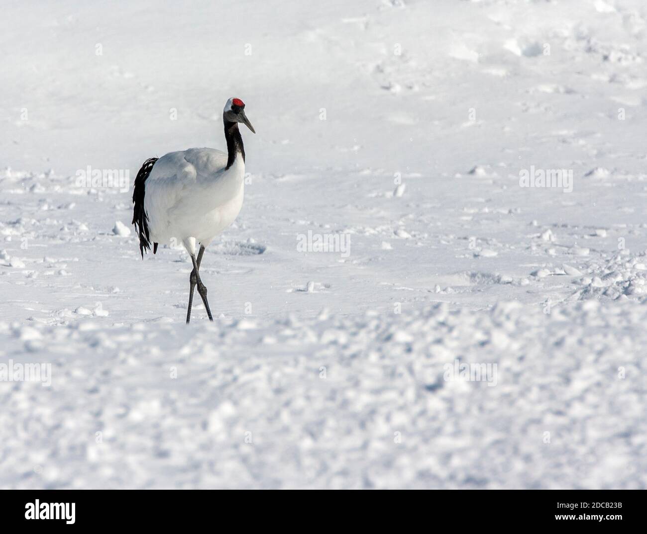 Gru manchuriana, gru coronata da rosso (Grus japonensis), Passeggiate sulla neve, Giappone, Hokkaido Foto Stock