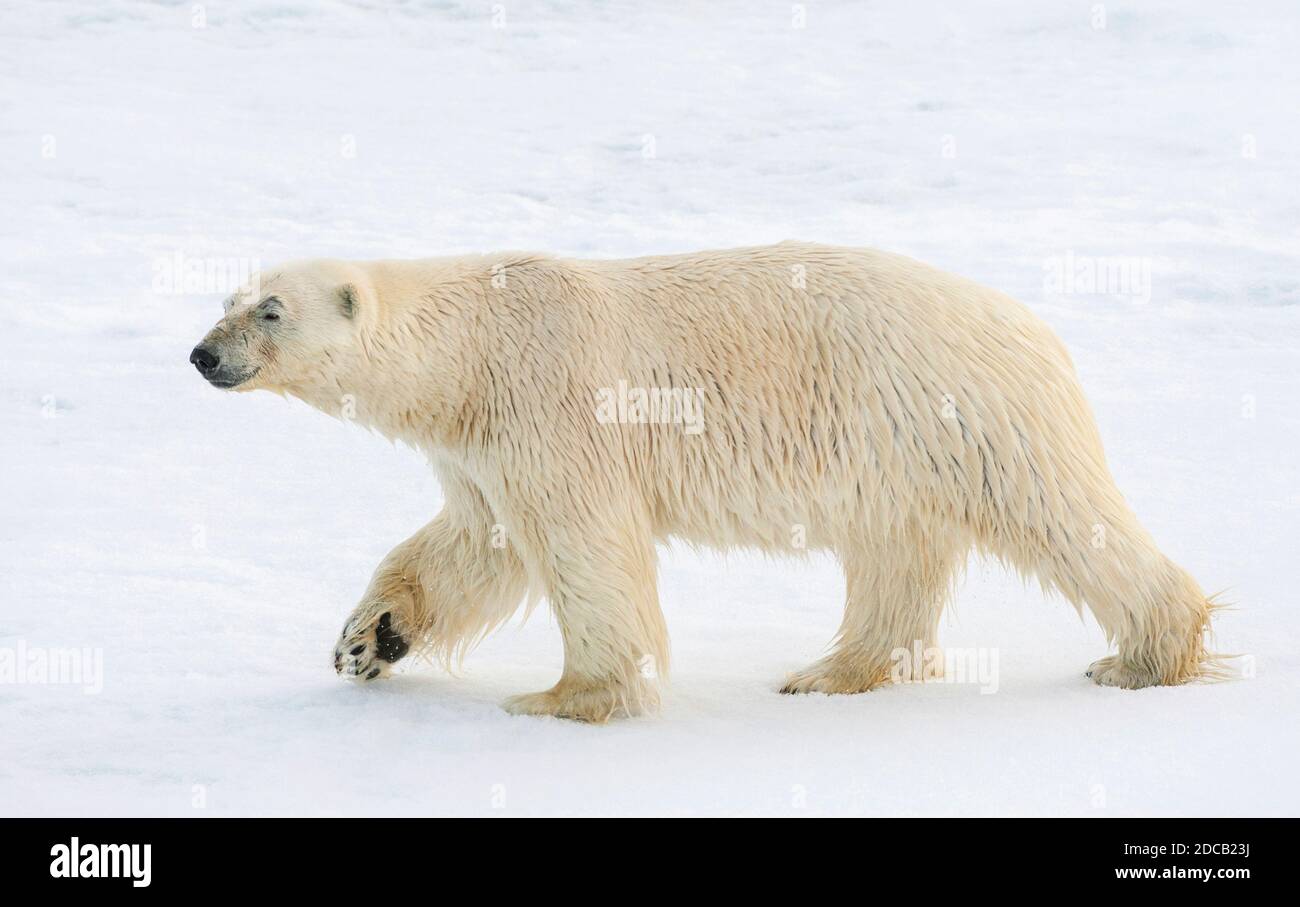 Orso polare (Ursus maritimus), camminando nella neve, vista laterale, Norvegia, Svalbard Foto Stock