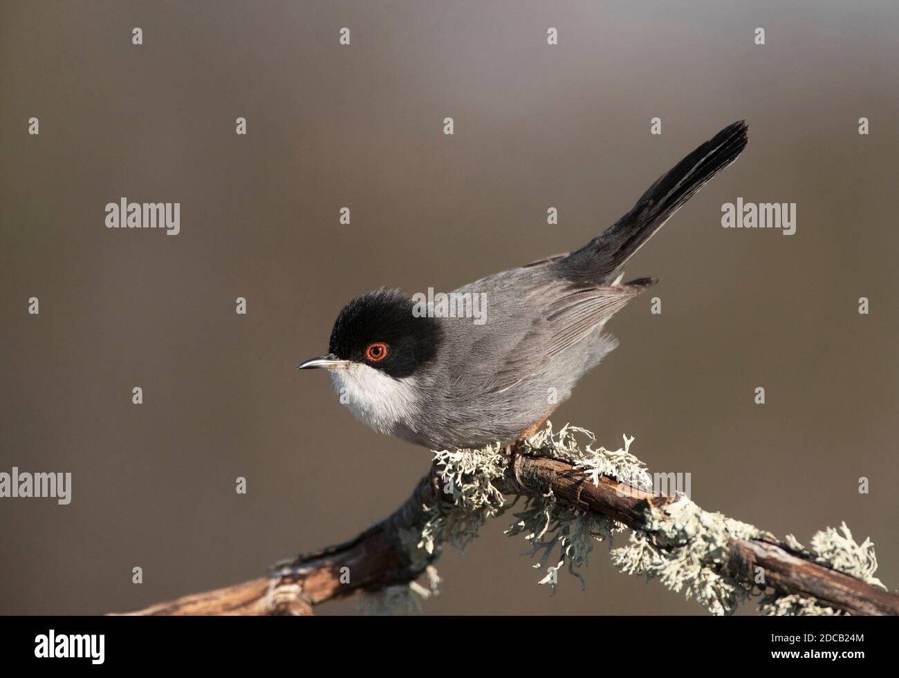 Guerriero sardo (Sylvia melanocephala), maschio arroccato su un ramo coperto di licheni, Spagna, Estremadura Foto Stock