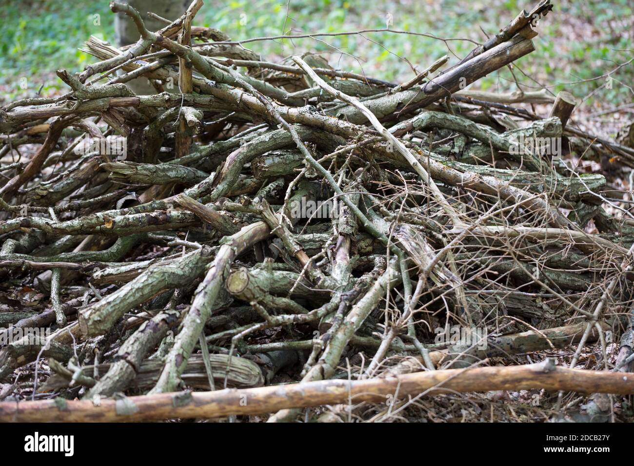 deadwood pile nel giardino come habitat per deadwood denizens, Germania Foto Stock