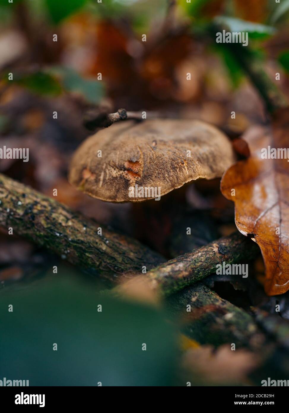Fungo di Xerocomellus chrysenteron in colorata foresta autunnale con sfondo sfocato. Funghi che crescono in autunno in foresta decidua e conifera Foto Stock