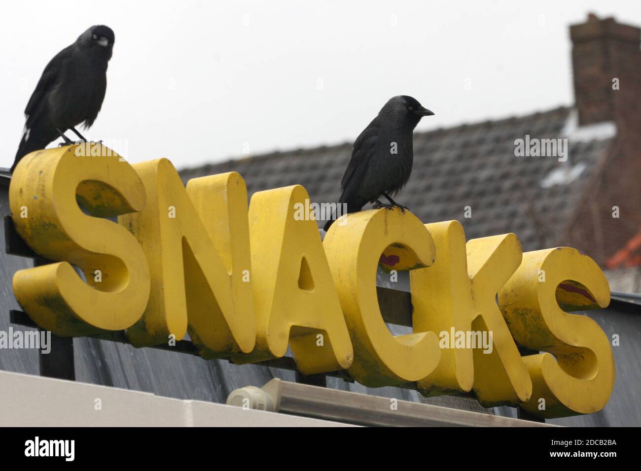 Jackdaw (Corvus monidula, Coloeus monidula), due jackdwas sulle lettere di un Fast Food show, Paesi Bassi Foto Stock