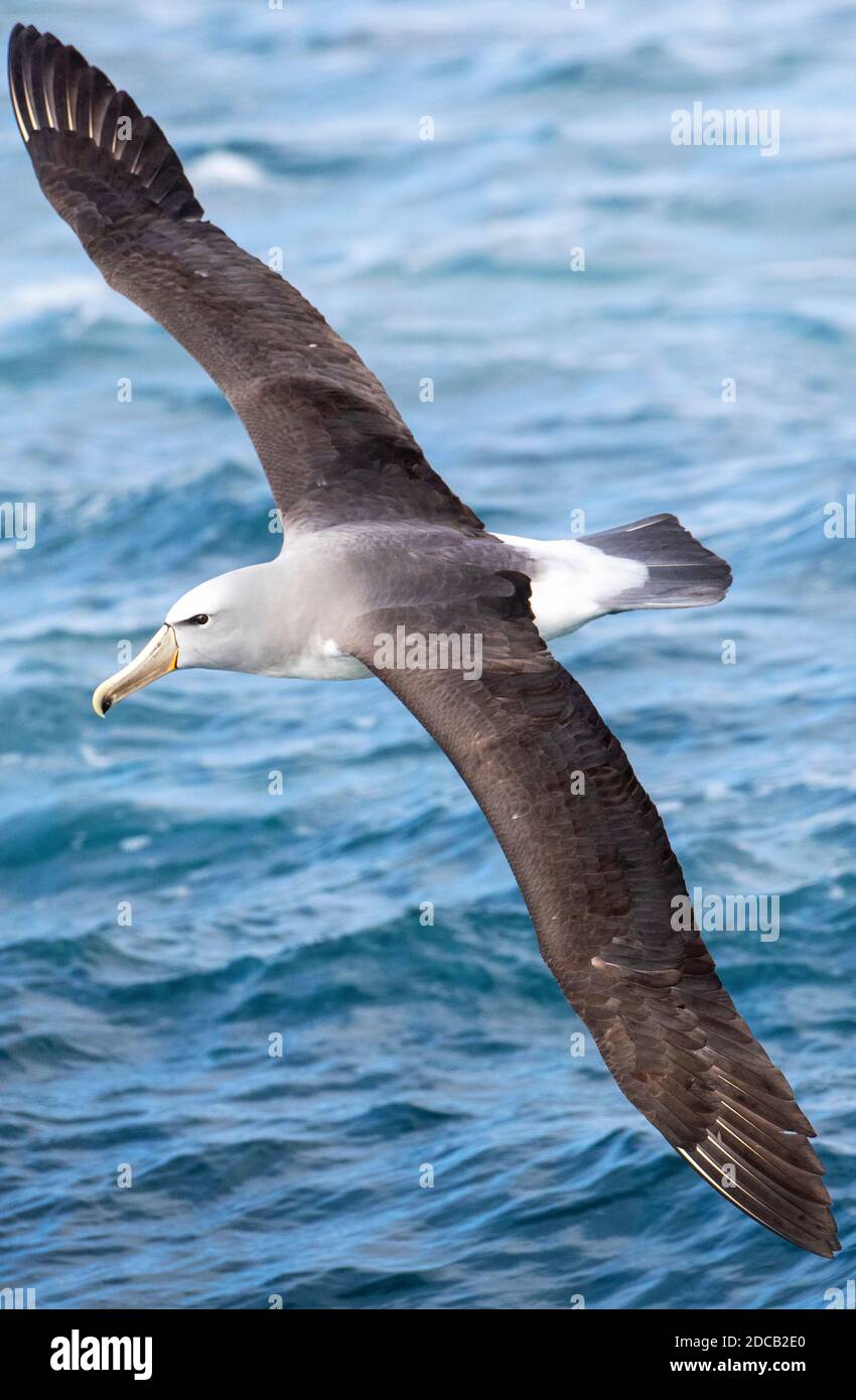 Salvin's Albatross (Thalassarche salvini), in volo sull'oceano pacifico, la Nuova Zelanda, le isole Chatham Foto Stock