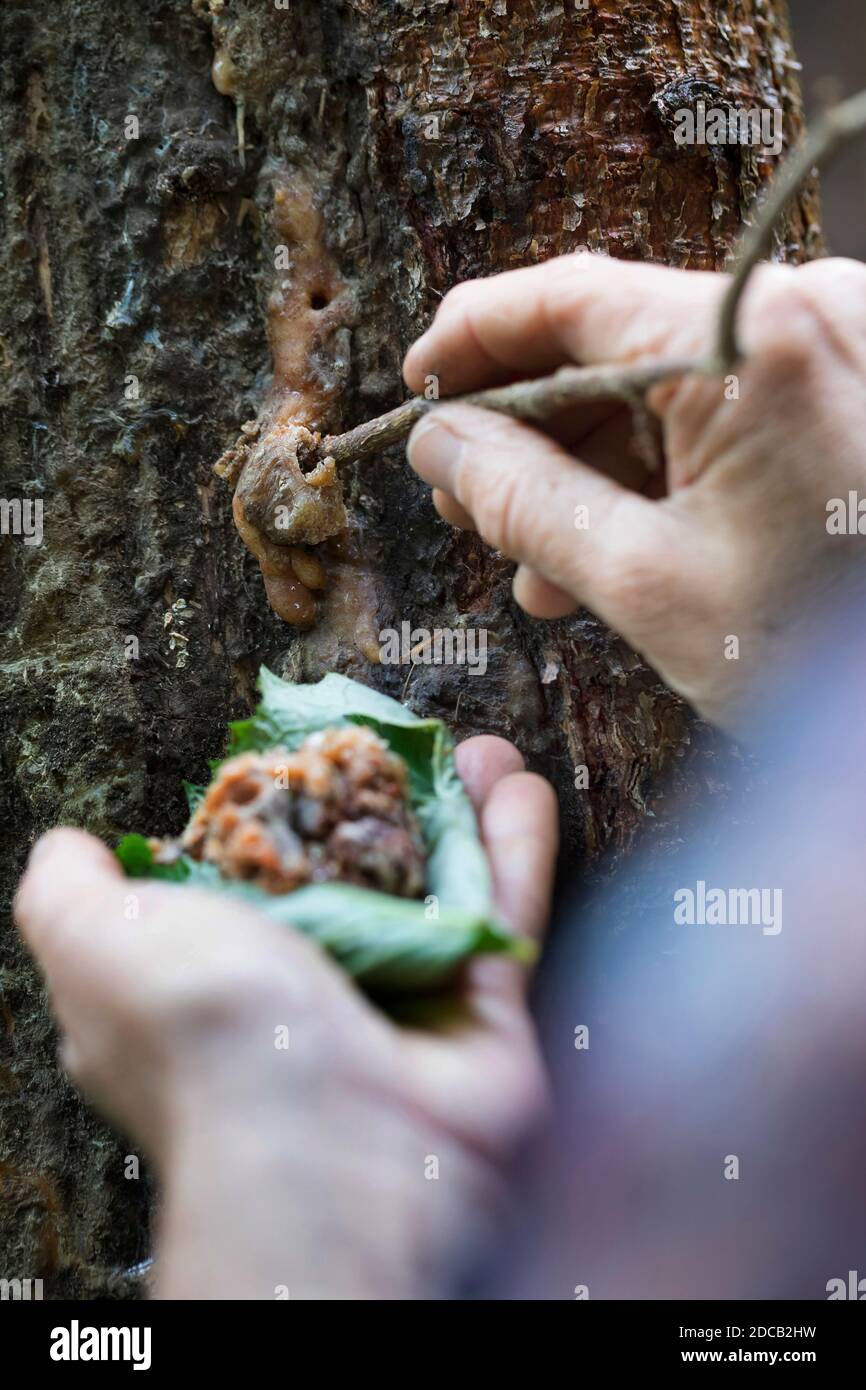 Abete norvegese (Picea abies), pece liquido è raccolto, Germania Foto Stock