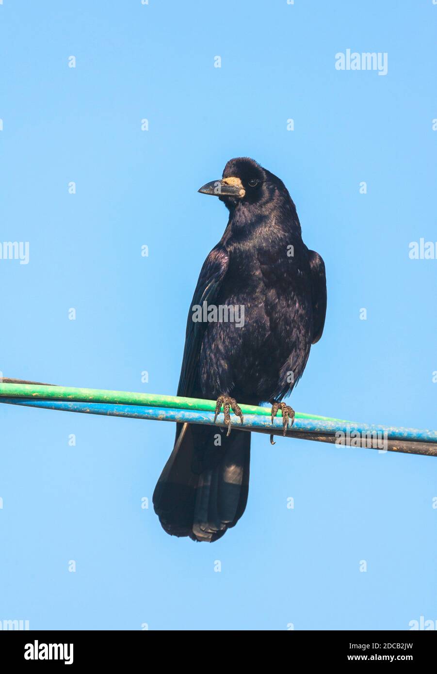 Rok orientale (Pastinatore Corvus frugilegus, Pastinatore Corvus), che perching su un filo elettrico, Giappone Foto Stock