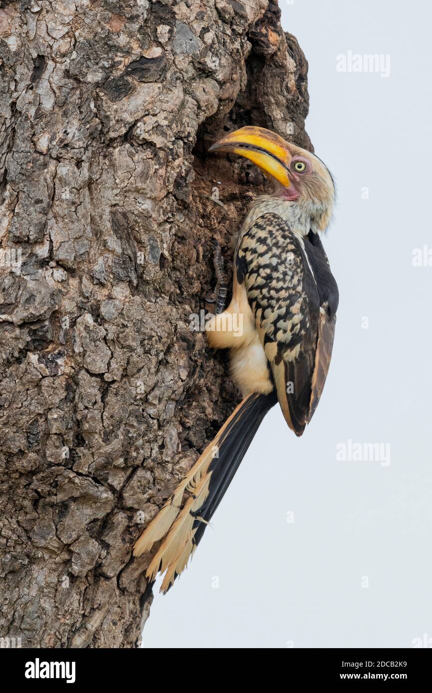 becco di cornamia (Tockus leucomelas), donna adulta che chiude l'ingresso del nido con fango, Sudafrica, Mpumalanga Foto Stock