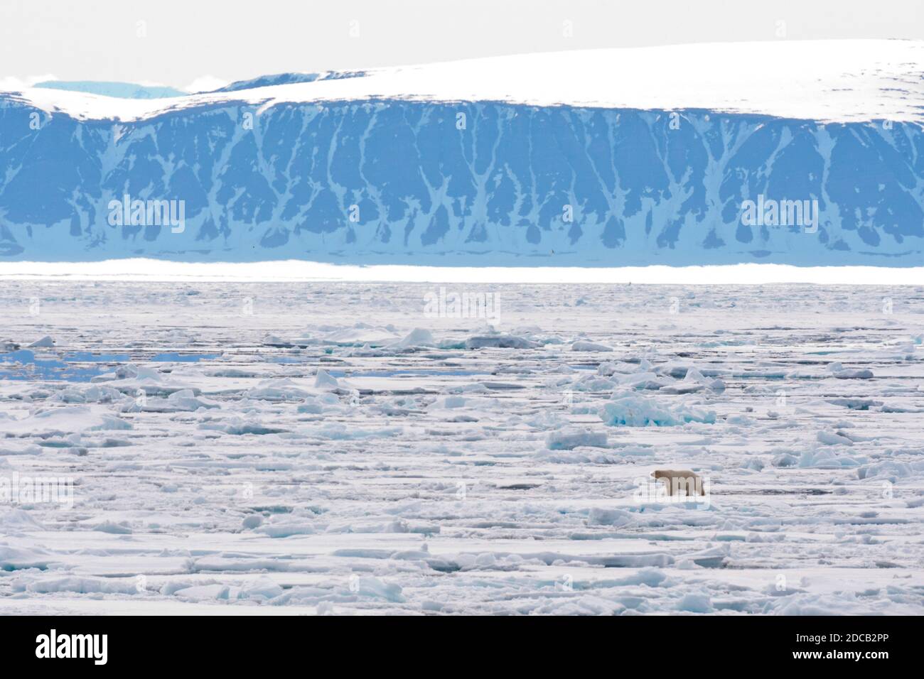 Orso polare (Ursus maritimus), a piedi su vasta deriva di ghiaccio sulla costa, Norvegia, Svalbard Foto Stock