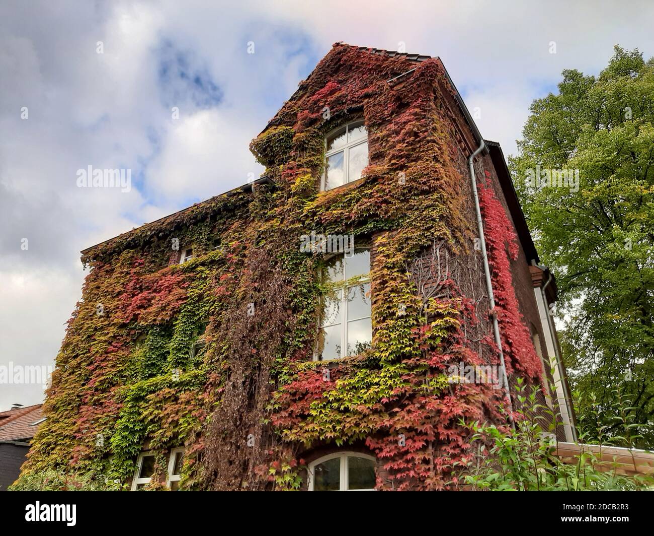 Boston Ivy, superriduttore giapponese (Parthenocissus tricuspidata), che cresce in una facciata di una vecchia casa di bonder, Germania Foto Stock