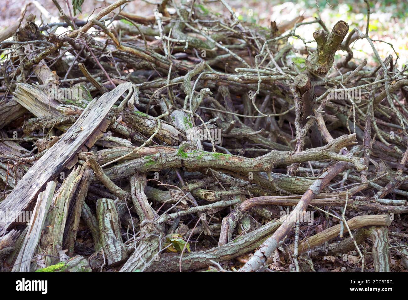 deadwood pile nel giardino come habitat per deadwood denizens, Germania Foto Stock