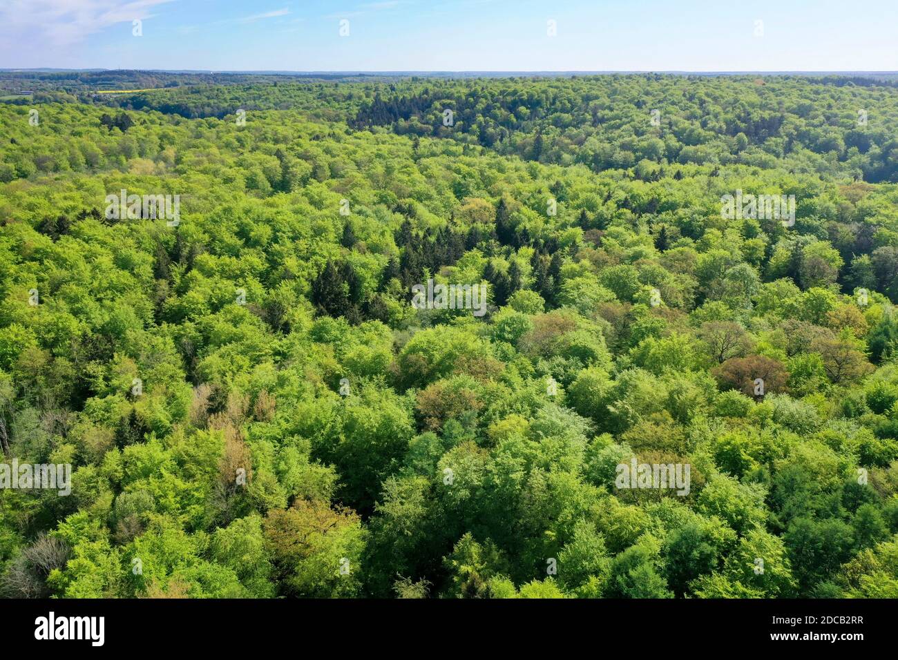 Foresta mista, vista arial, Germania, Schleswig-Holstein Foto Stock