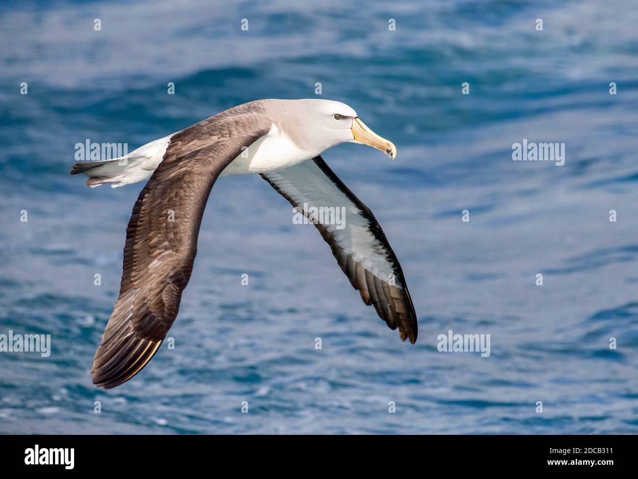 Salvin's Albatross (Thalassarche salvini), che sorvola da vicino l'oceano Pacifc, la Nuova Zelanda, le isole Chatham Foto Stock