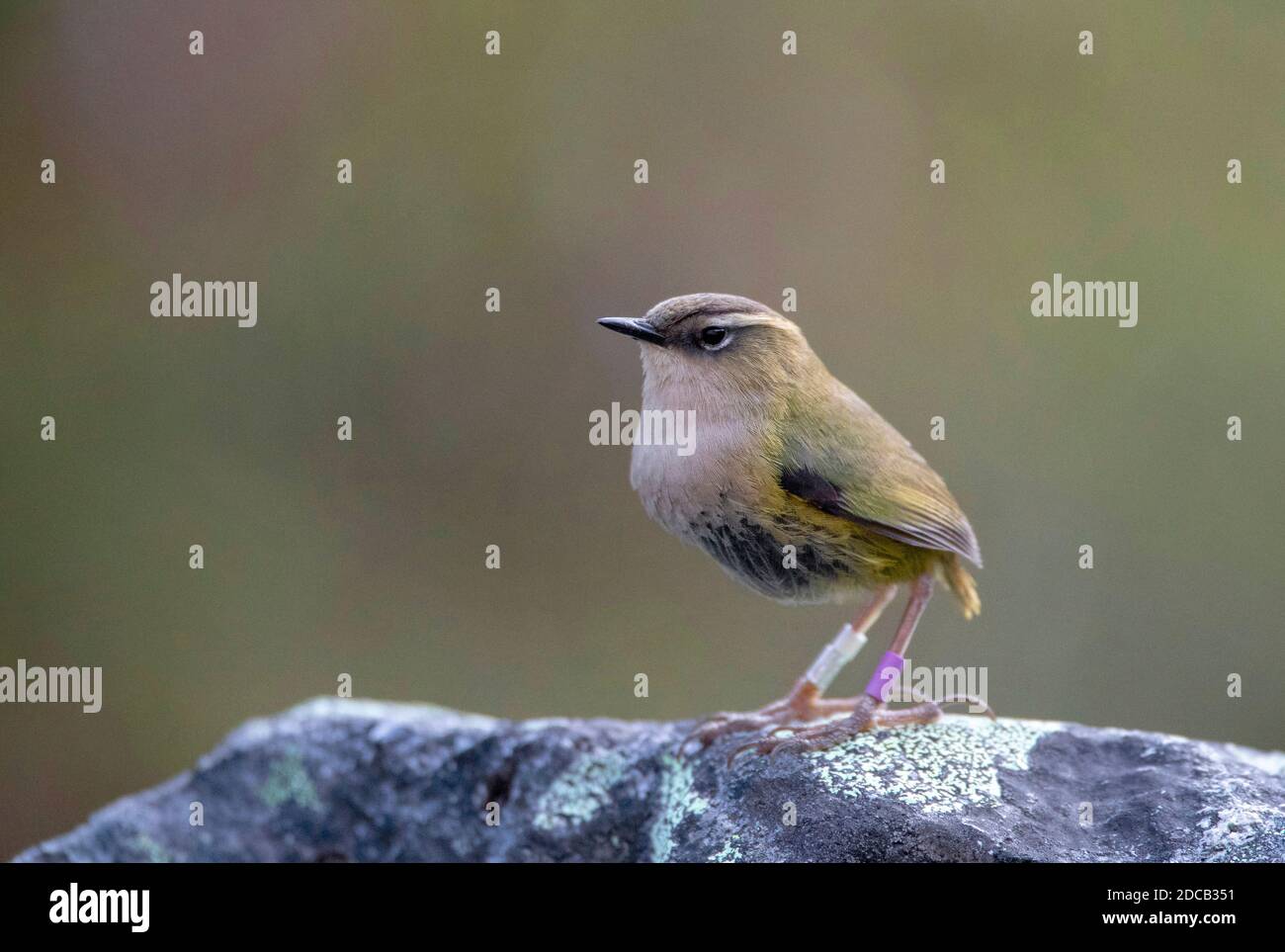 Rockwren, rockwren, South Island wren (Xenicus gilviventris), maschio siede su una pietra, Nuova Zelanda, Homer Tunnel Foto Stock