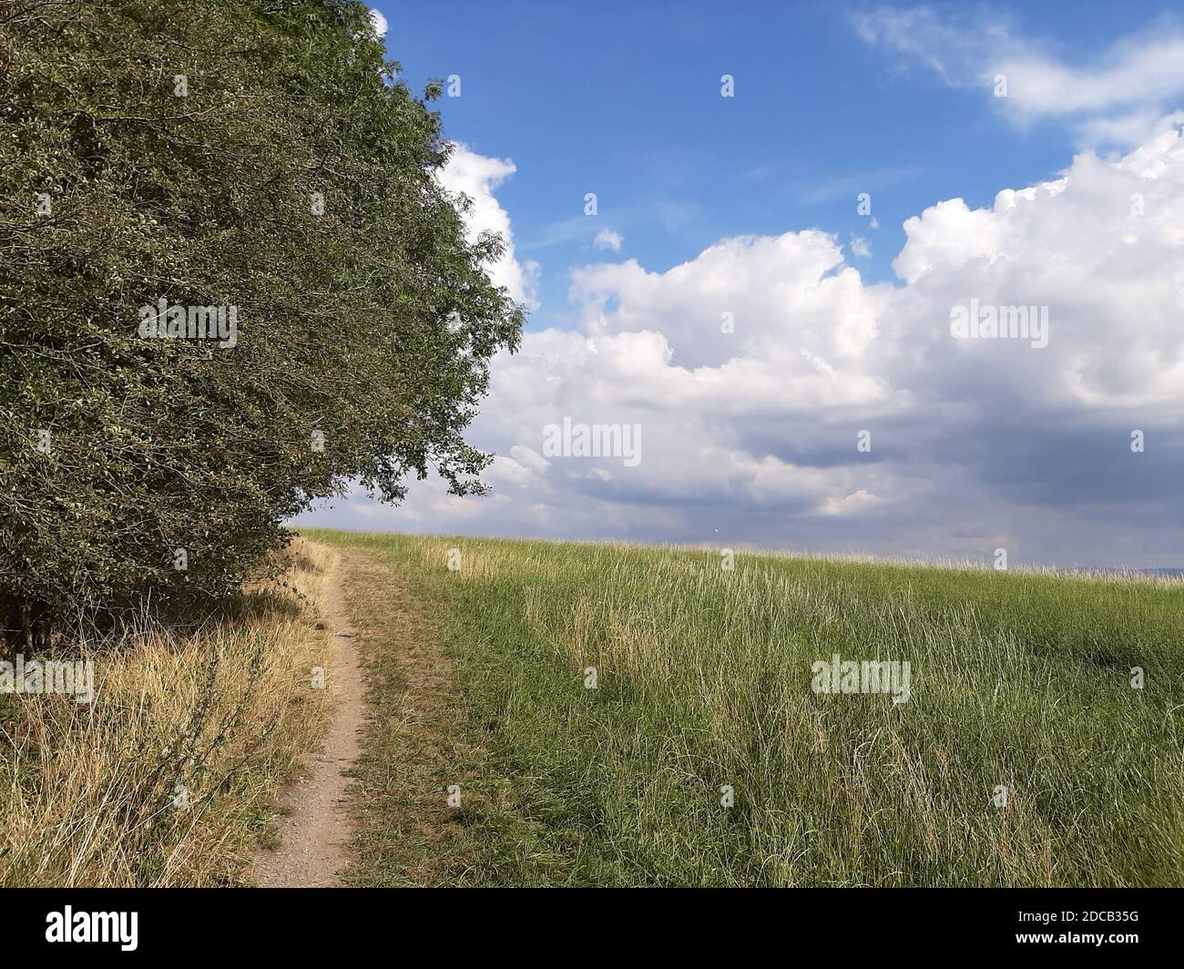 Sentiero a piedi in un margine della foresta in estate, Germania Foto Stock