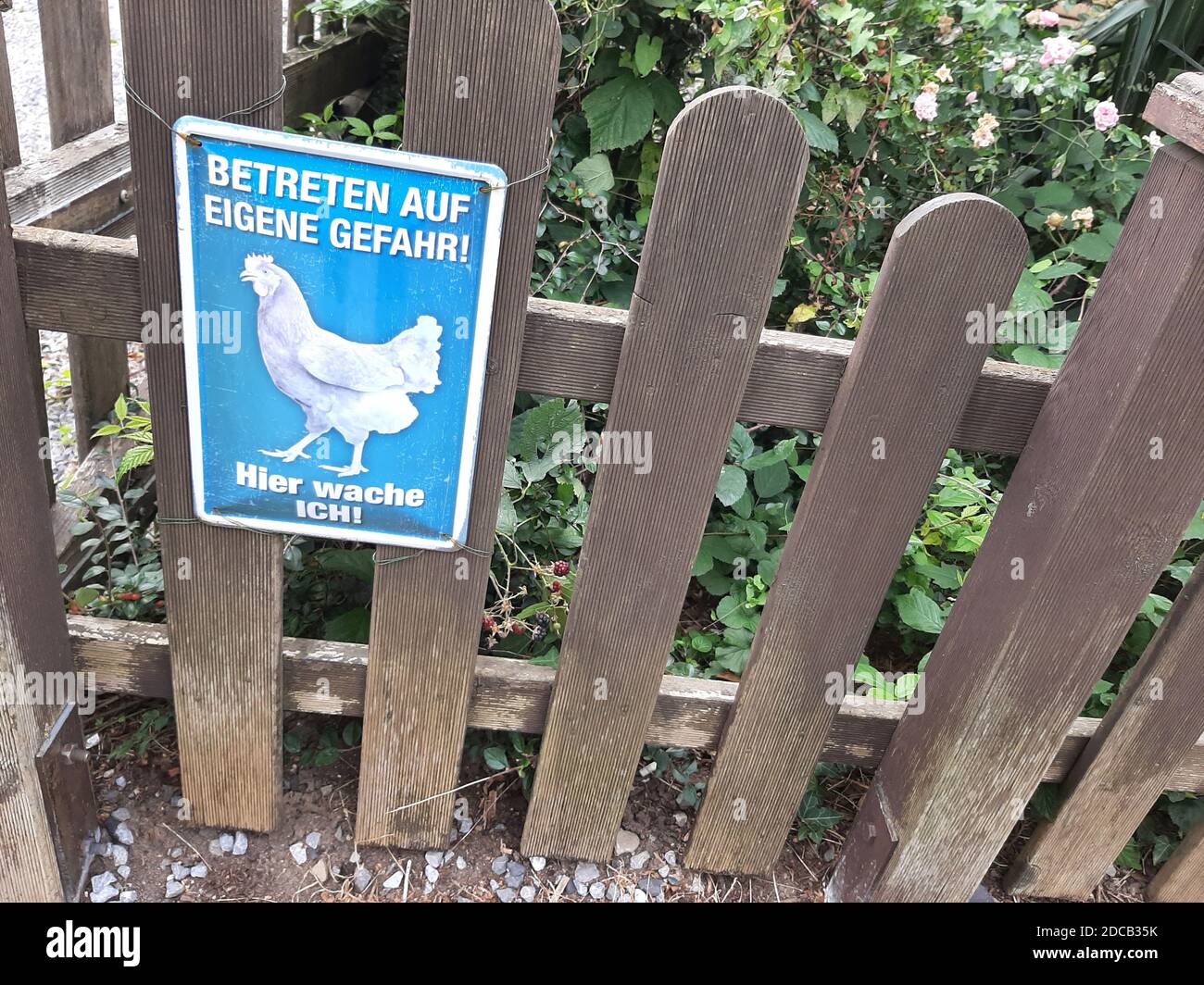 Uccelli domestici (gallus gallus F. domestica), avvertimento di pulcini ad una recinzione del giardino, Germania Foto Stock