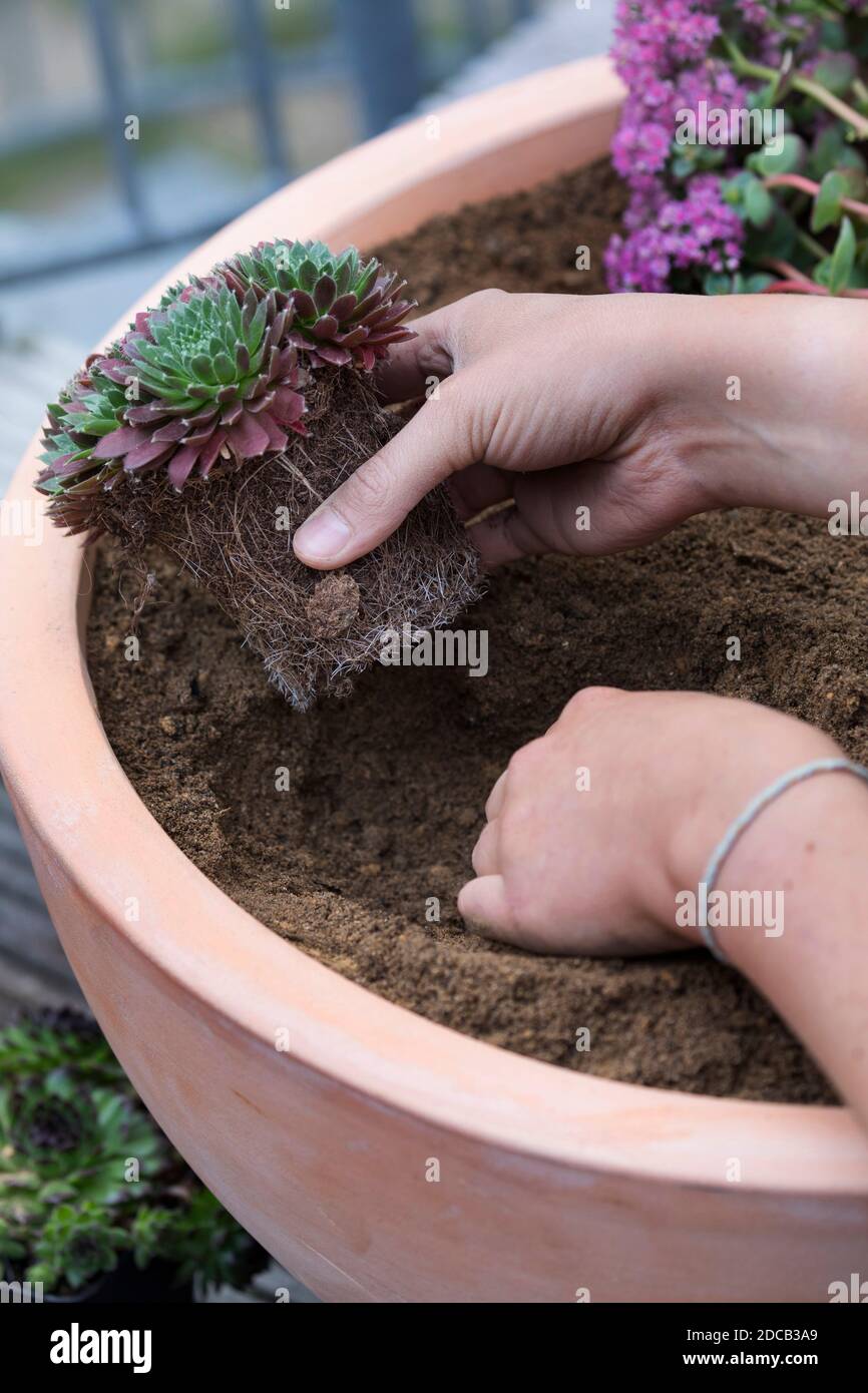 Fare un mini sandarium per le api selvatiche, ciotola con miscela di sabbia, argilla e terreno è piantato, foto di serie 15/18, Germania Foto Stock