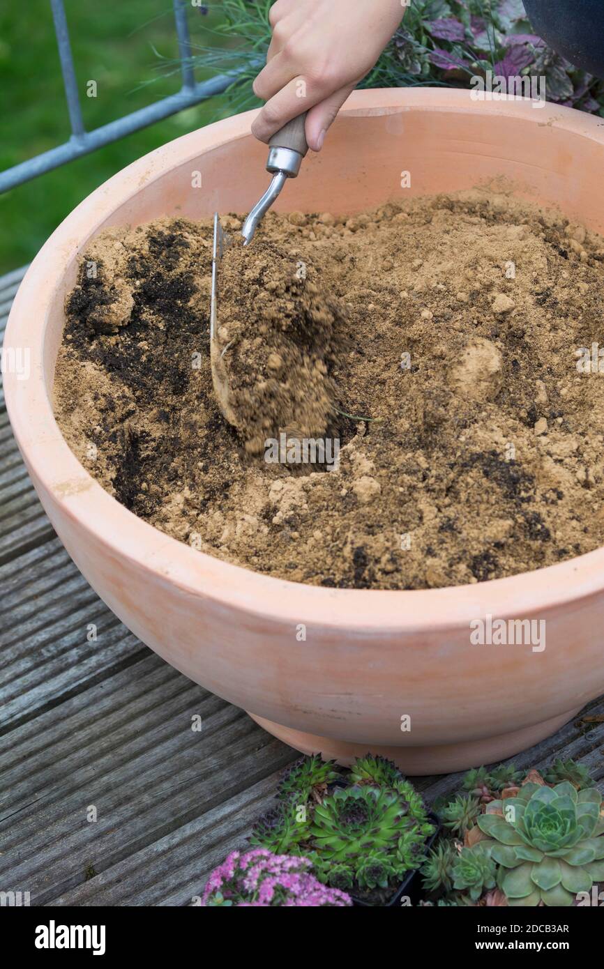Fare un mini sandarium per le api selvatiche, la miscela di sabbia, argilla e terreno è riempito in una ciotola, foto di serie 13/18, Germania Foto Stock