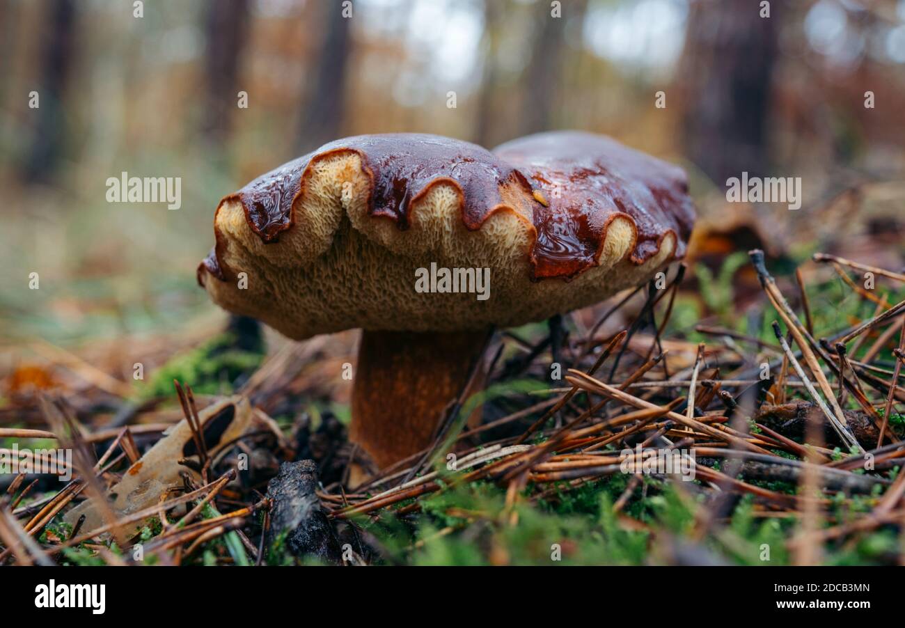 Vecchio sfondo di funghi foresta magica. Fungo bianco in giornata di sole. Foto Stock