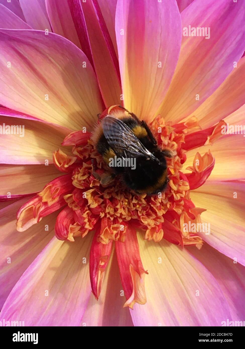 Bumble Bee raccolta di polline da un fiore Dahlia che ha un centro giallo, circondato da petali con bordi rosa brillante. Autunno 2020. Foto Stock