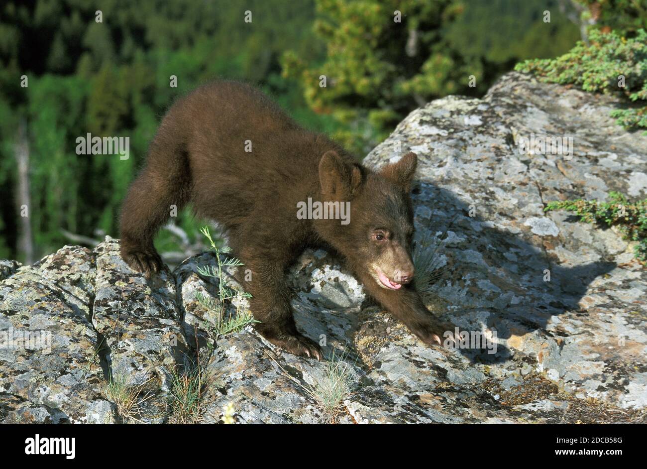 ORSO NERO AMERICANO URSUS AMERICANUS, CUB IN PIEDI SULLA ROCCIA, CANADA Foto Stock