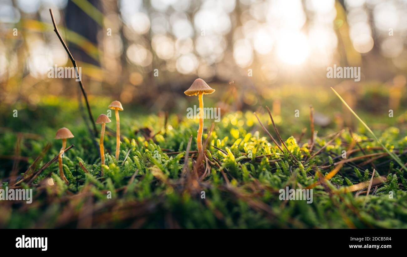 Bella closeup di un gruppo di piccoli funghi su muschio e lucciole in foresta. Vecchio sfondo di funghi foresta magica. Autunno Foto Stock