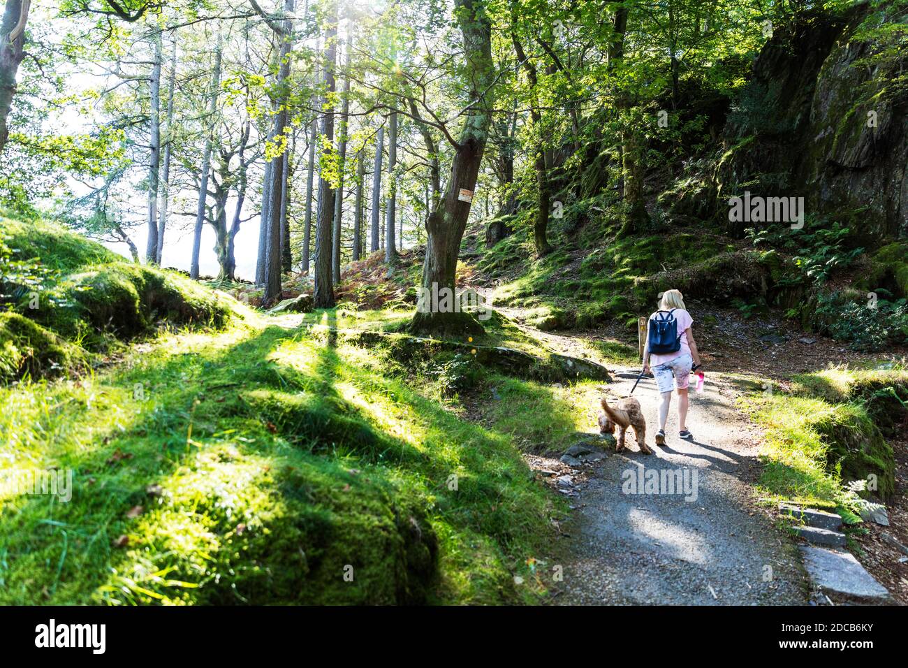 Cane che cammina nei boschi, cane che cammina, cane che cammina attraverso i boschi, cane da solo, solo con il cane, cane a piedi, foresta a piedi, cane, a piedi, boschi, foresta, Foto Stock