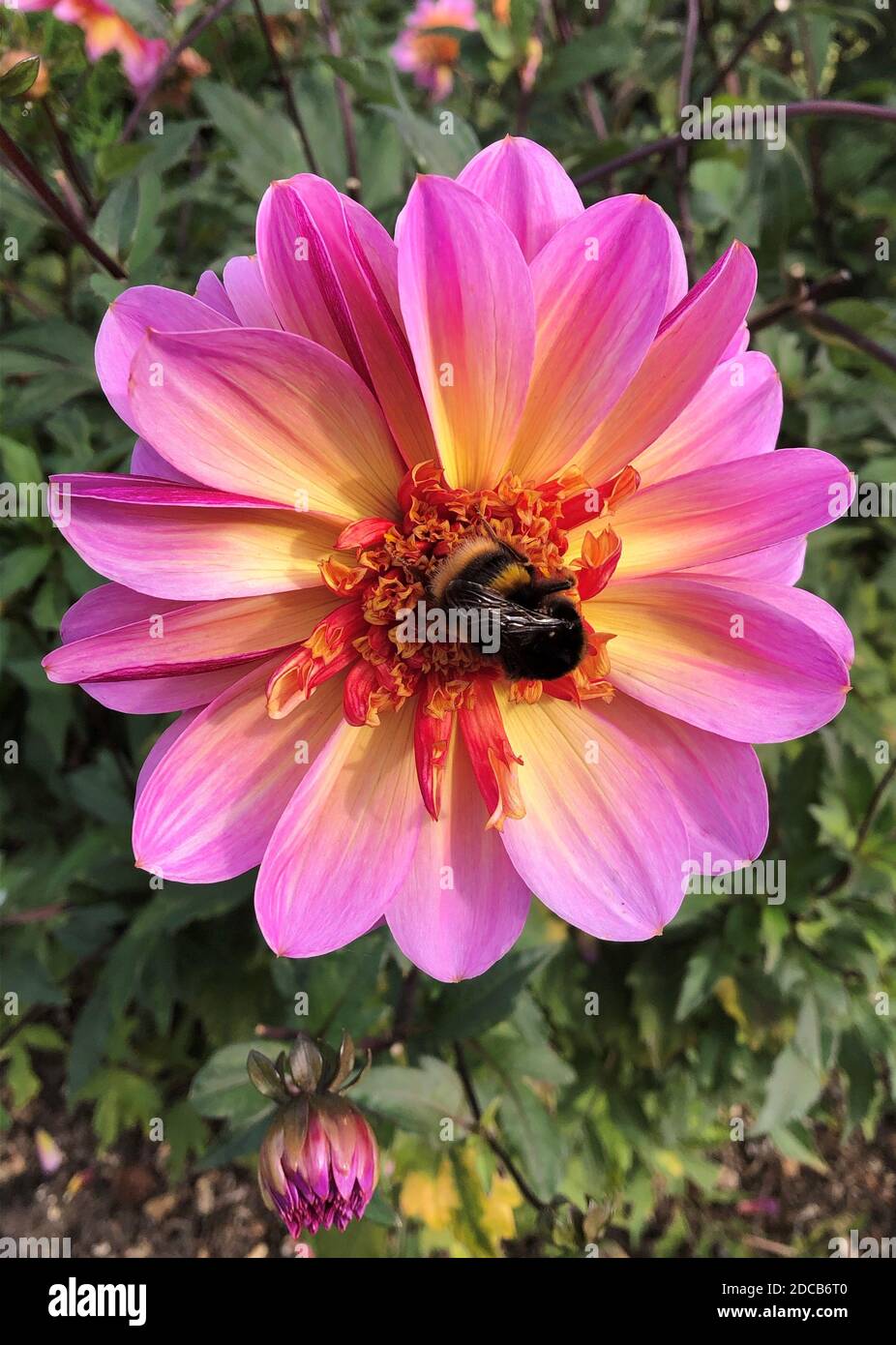 Bumble Bee raccolta di polline da un fiore Dahlia che ha un centro giallo, circondato da petali con bordi rosa brillante. Autunno 2020. Foto Stock