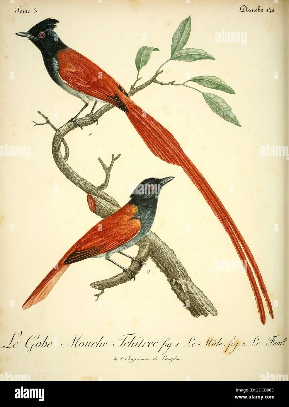 Tchitrec de paradis il paradiso indiano flycatcher (Terpsifone paradisi) è un uccello passerino di medie dimensioni originario dell'Asia, dove è ampiamente distribuito. I maschi hanno piume centrali allungate della coda, e un piumaggio nero e rufoso in alcune popolazioni, mentre altri hanno un piumaggio bianco. Le femmine sono a coda corta con ali rufose e una testa nera. Dal Libro Histoire naturelle des oiseaux d'Afrique [Storia Naturale degli uccelli dell'Africa] Volume 3, di le Vaillant, François, 1753-1824; pubblica a Parigi di Chez J.J. Fuchs, libraire 1799 - 1802 Foto Stock