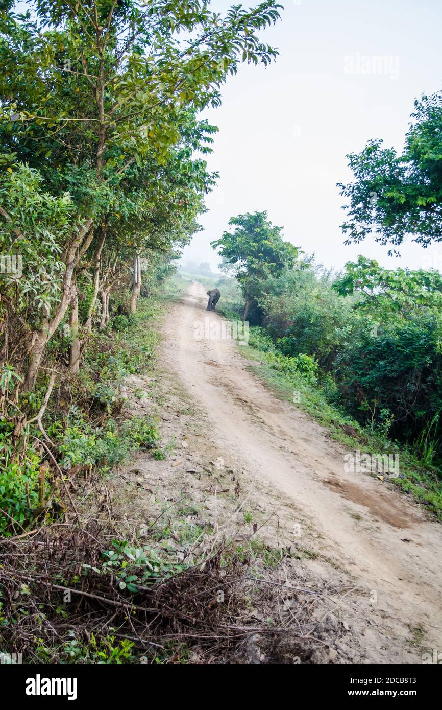 Strada sterrata circondata da alberi e praterie nel Parco Nazionale Kaziranga, India. Foto Stock