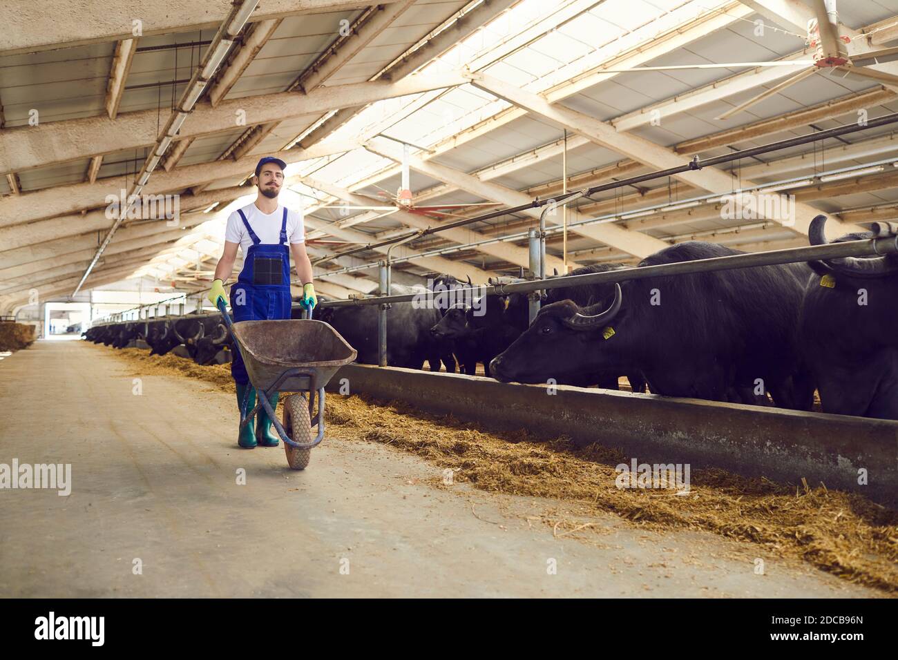 Un giovane agricoltore con una carriola in mano in un capanno in un caseificio. Foto Stock