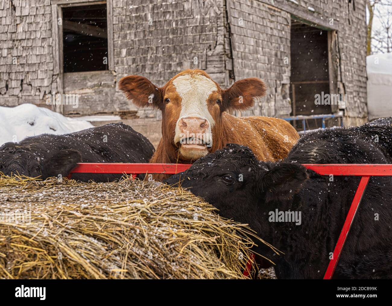 Bovini Angus e bovini di razza mista in un cortile invernale. Foto Stock