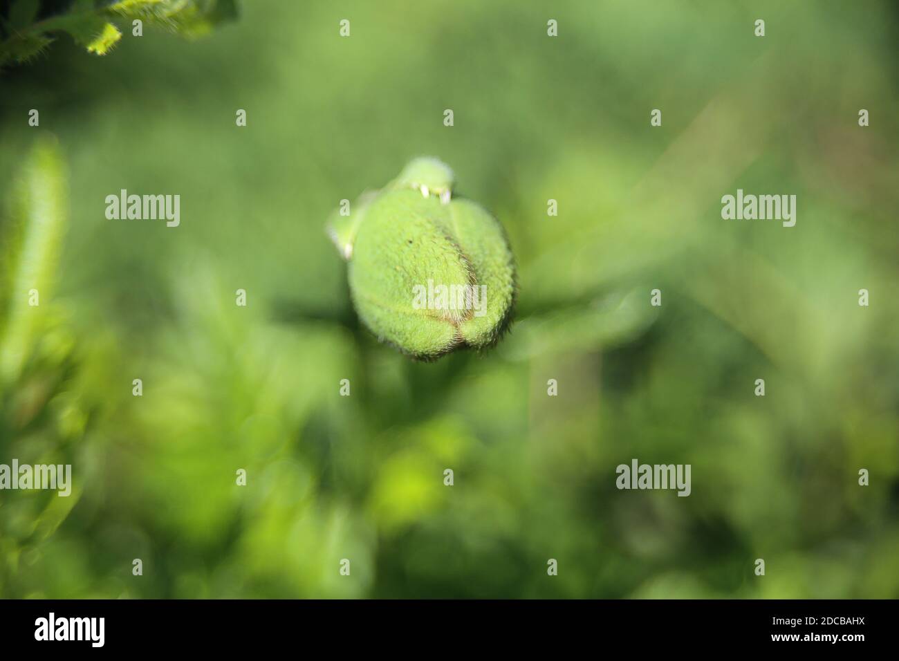 Bel papavero rosso in un campo verde in estate Foto Stock