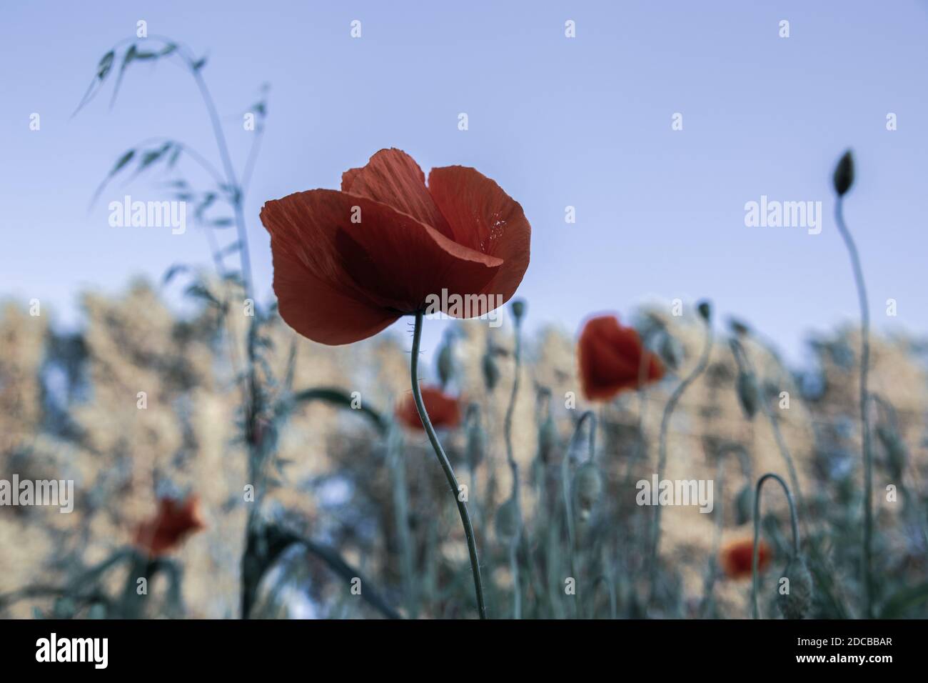 Bel papavero rosso in un campo verde in estate Foto Stock